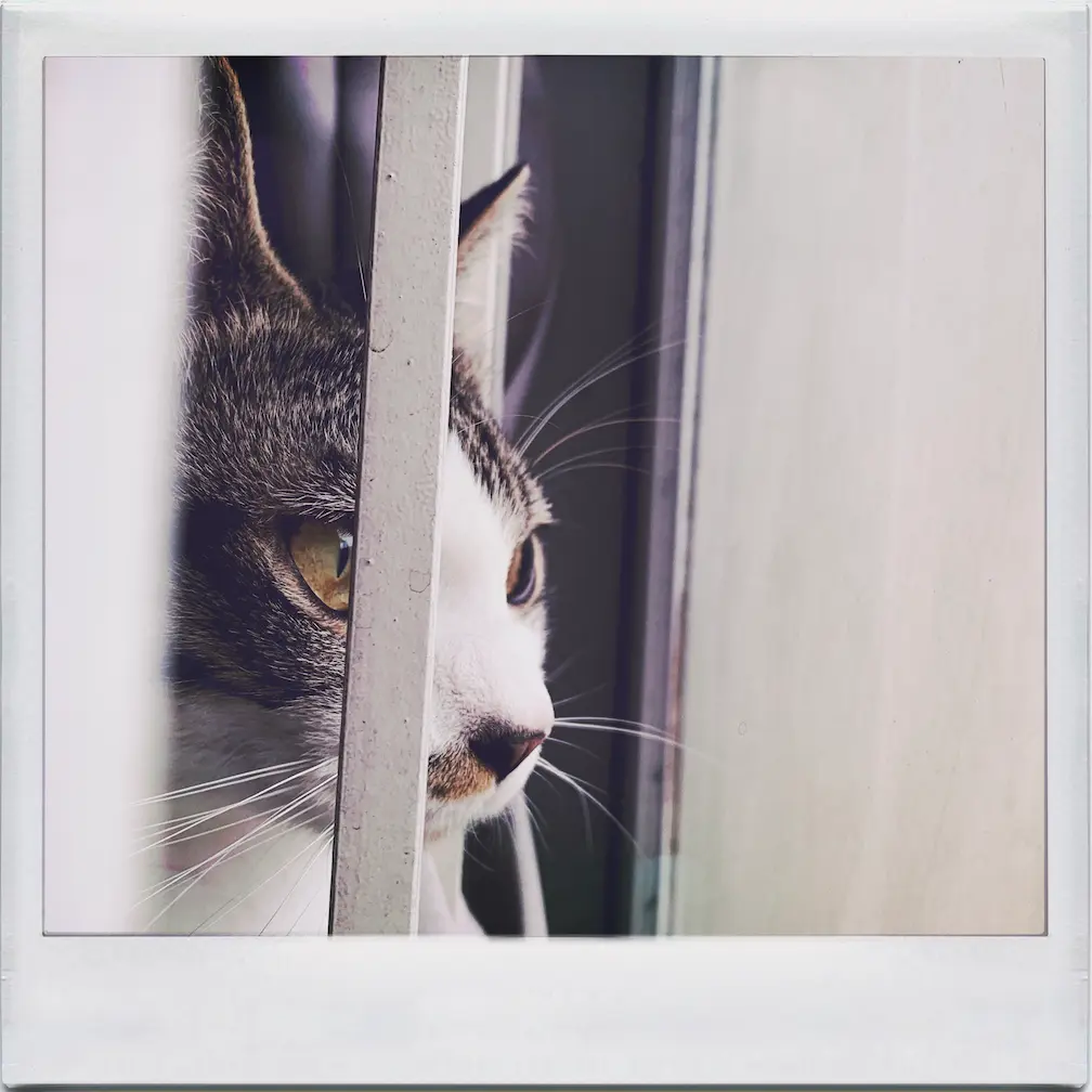image by Hendra Sadewa, photo of Panda (bukan panda) looking through the mirror